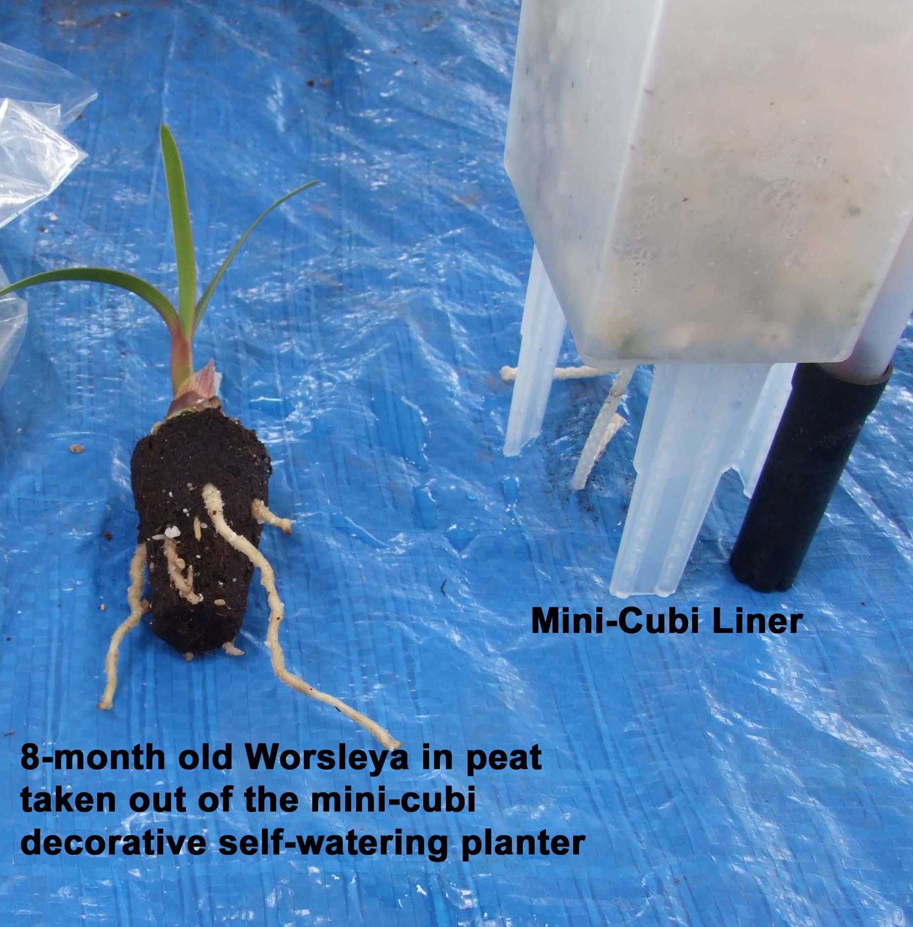 Worsleya 8 month old  in peat